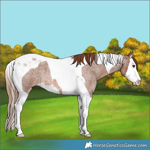 Horse Color:Red Roan Splash Tobiano