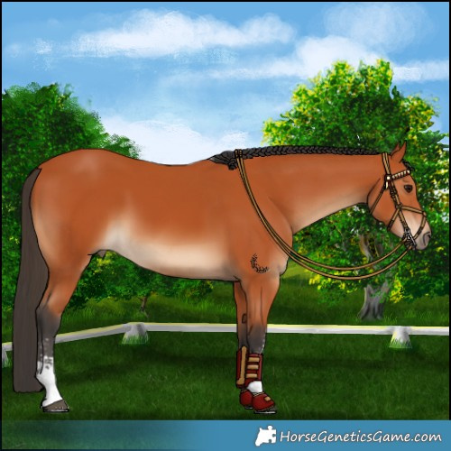 Horse Color:Bay Sabino