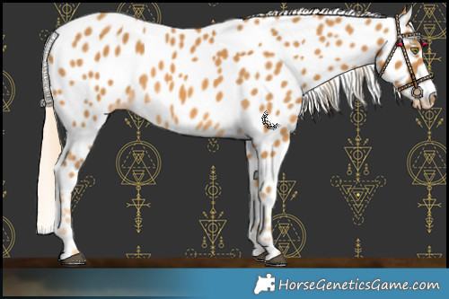 Horse Color:Palomino Leopard 
