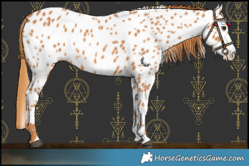 Horse Color:Chestnut Splash Near Leopard