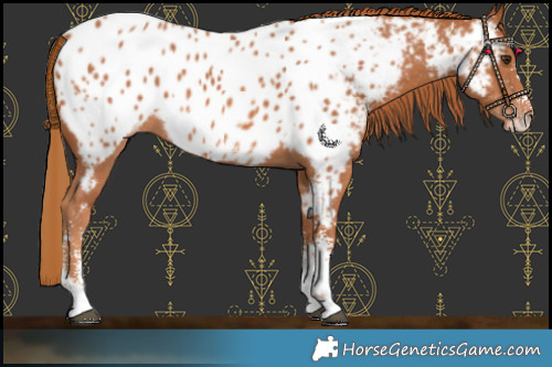 Horse Color:Chestnut Sabino Near Leopard 