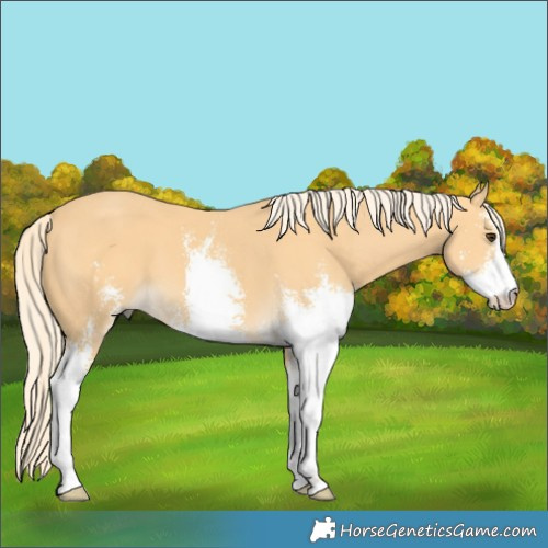 Horse Color:Palomino Sabino
