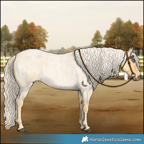 Horse Color:Palomino Roan 