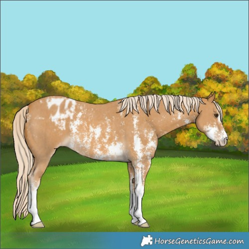 Horse Color:Palomino Sabino Blanket 