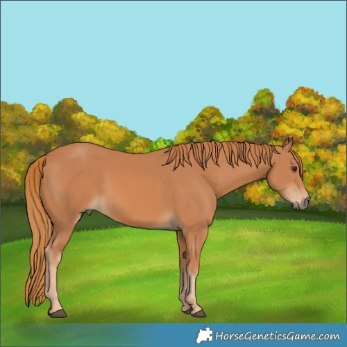 Horse Color:Chestnut 