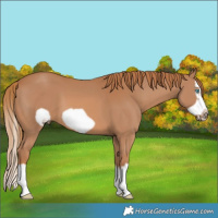 Horse Color:Chestnut Splash Frame 