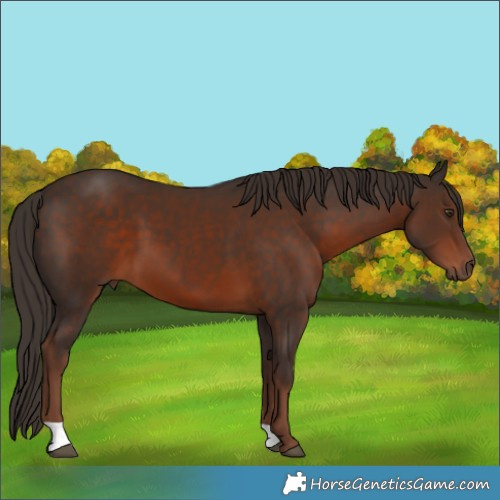 Horse Color:Liver Chestnut