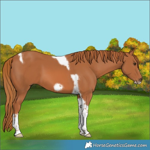 Horse Color:Chestnut Tobiano Frame 