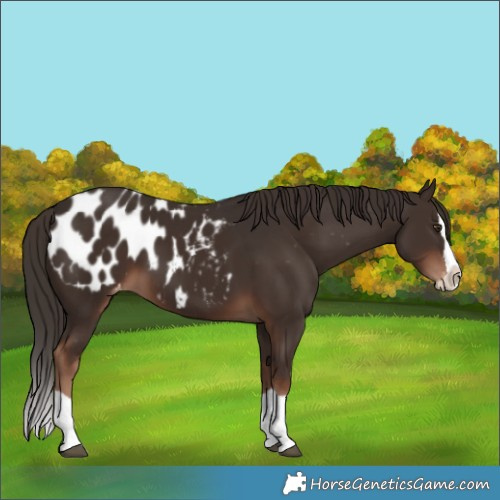Horse Color:Liver Chestnut Splash Blanket 