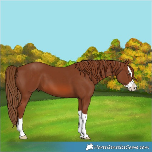 Horse Color:Chestnut Splash 