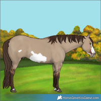 Horse Color:Liver Red Dun Sabino Splash Frame Rabicano 