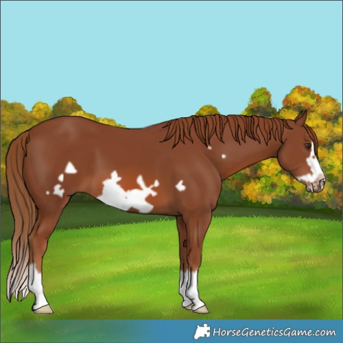 Horse Color:Chestnut Splash Frame