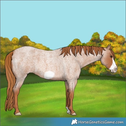 Horse Color:Red Roan Frame 