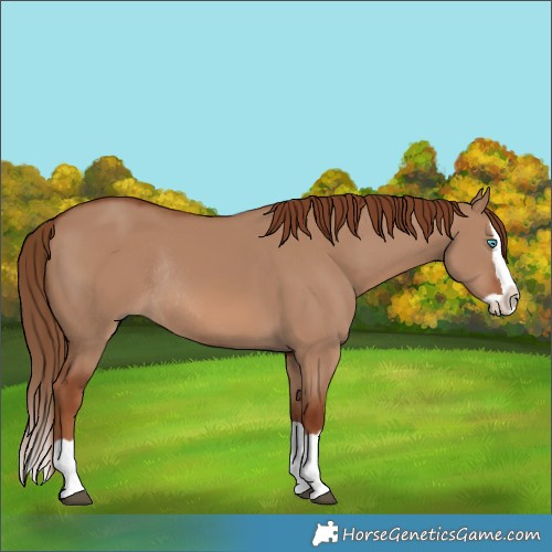 Horse Color:Red Dun Splash Rabicano 
