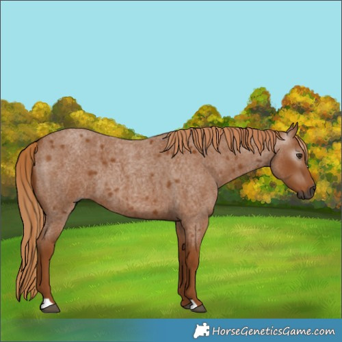 Horse Color:Gray Red Roan 