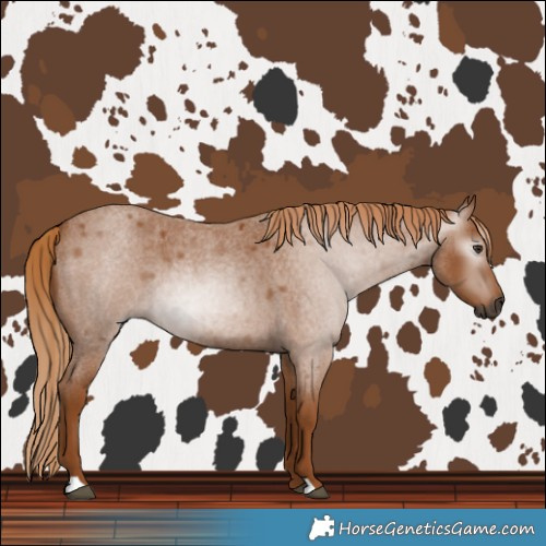 Horse Color:Gray Red Roan