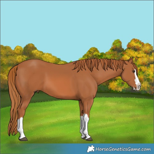 Horse Color:Chestnut Splash 
