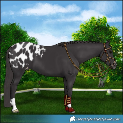 Horse Color:Smoky Black Blanket