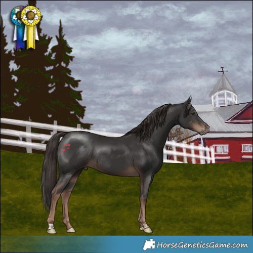 Horse Color:Liver Chestnut Rabicano