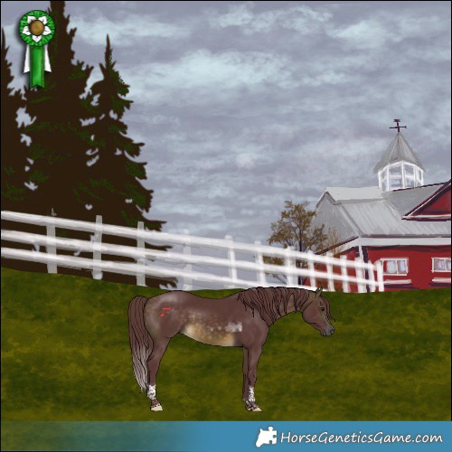 Horse Color:Chocolate Buckskin Tobiano Rabicano