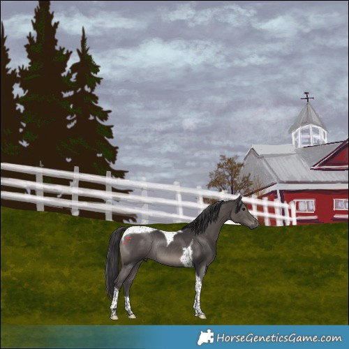 Horse Color:Smoky Black Tobiano Rabicano 