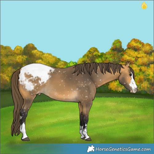 Horse Color:Buckskin Snowcap Rabicano