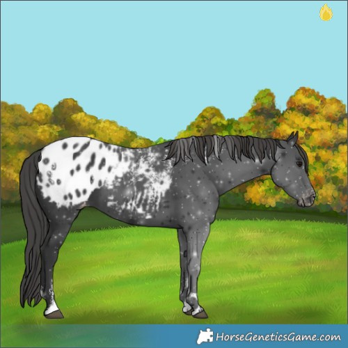 Horse Color:Powder White Black Blanket 