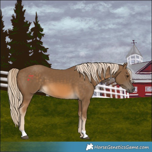 Horse Color:Chocolate Palomino