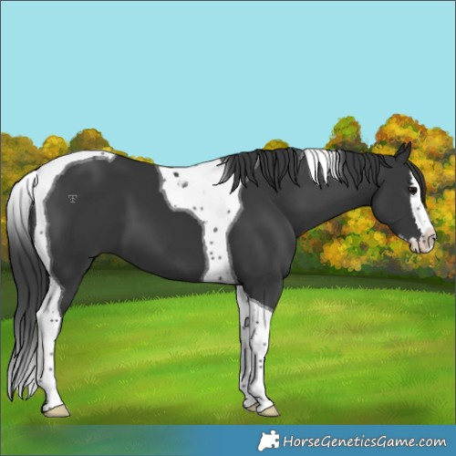 Horse Color:Black Splash Tobiano 