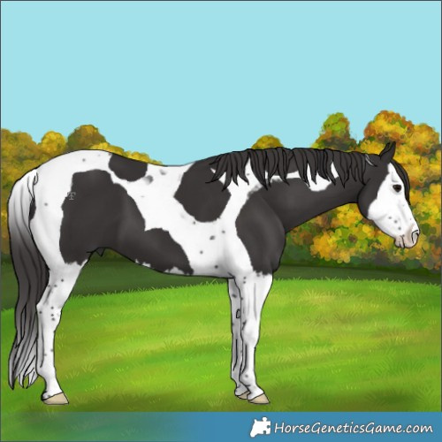 Horse Color:Smoky Black Splash Tobiano