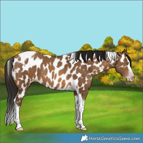 Horse Color:Gray Amber Champagne Splash Tobiano Appaloosa 