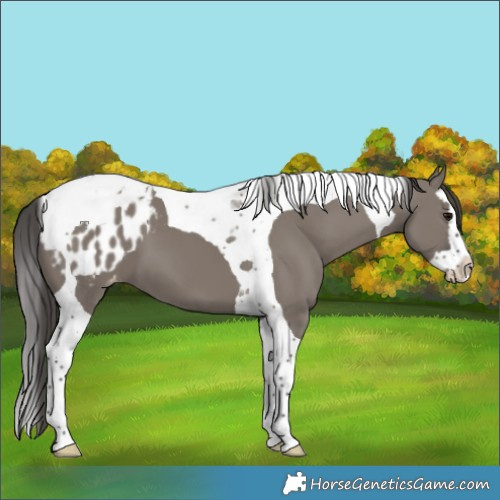 Horse Color:Grullo Splash Tobiano Blanket