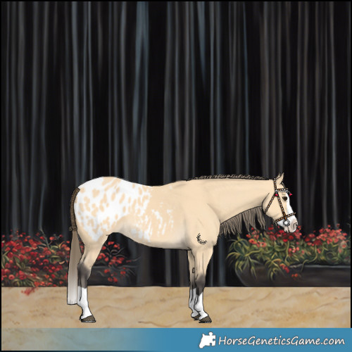 Horse Color:Buckskin Splash Blanket