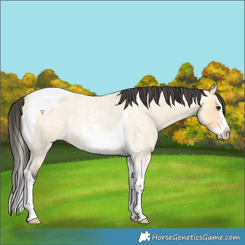 Horse Color:Buckskin Roan Splash Tobiano 