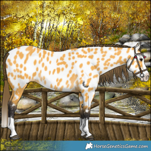 Horse Color:Buckskin Splash Near Leopard 