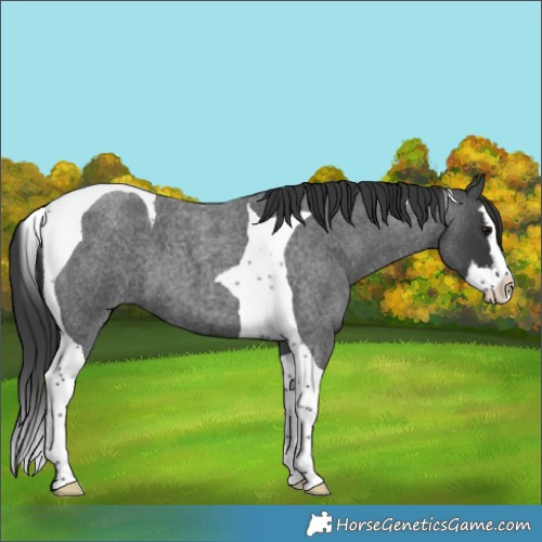 Horse Color:Blue Roan Splash Tobiano