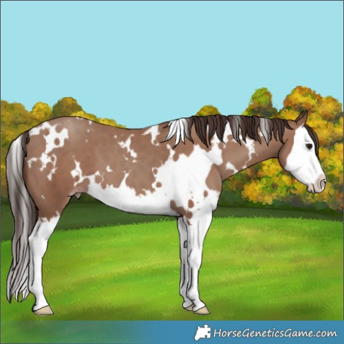 Horse Color:White Spotted Classic Champagne Splash