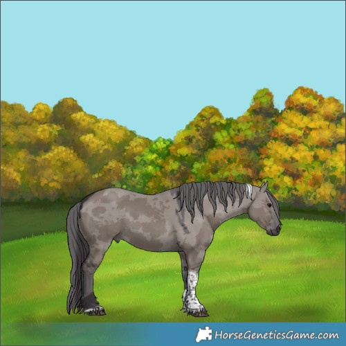Horse Color:Smoky Grullo Merle Tobiano 