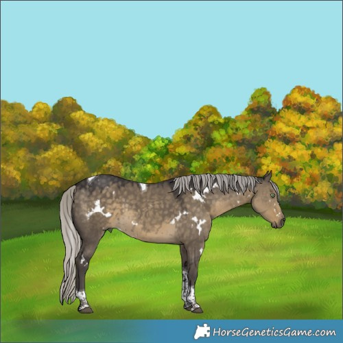 Horse Color:White Spotted Silver Smoky Grullo Tobiano 