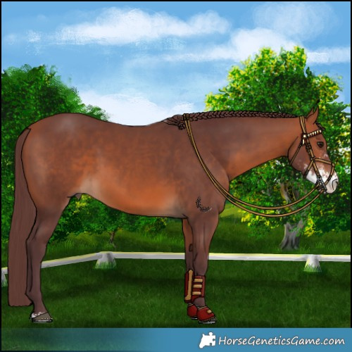 Horse Color:Chocolate Bay Sabino