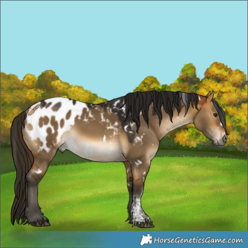 Horse Color:Powder White Gray White Spotted Buckskin Dun Near Leopard Rabicano