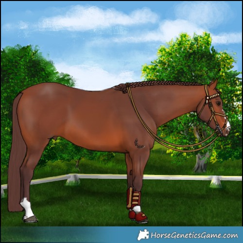 Horse Color:Chocolate Bay