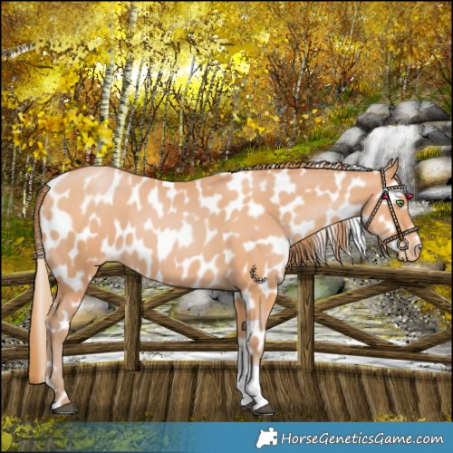 Horse Color:Bay Pearl Tobiano Leopard