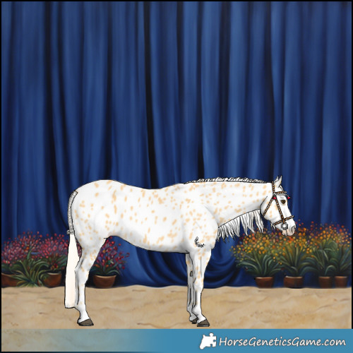 Horse Color:Palomino Near Leopard