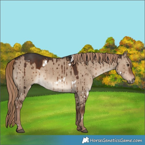 Horse Color:White Spotted Liver Red Dun Brindle 