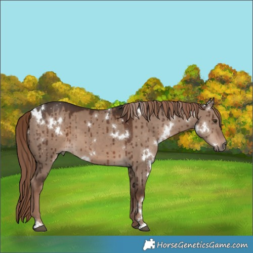 Horse Color:White Spotted Liver Red Dun Brindle 