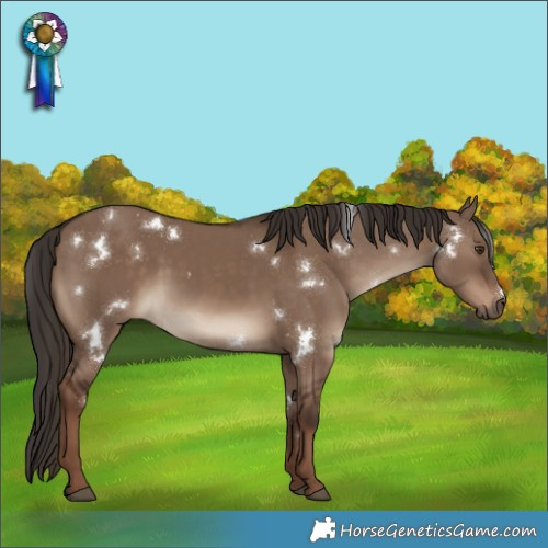 Horse Color:White Spotted Liver Red Dun