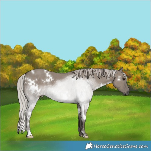 Horse Color:White Spotted Silver Grullo 