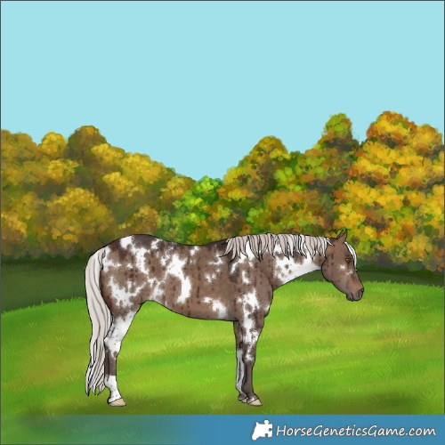 Horse Color:White Spotted Silver Brown Dun Brindle 