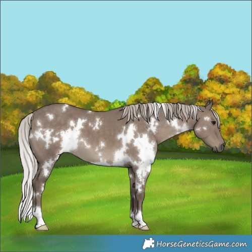 Horse Color:White Spotted Silver Grullo